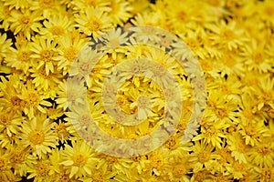 A bouquet of yellow wildflowers as a background