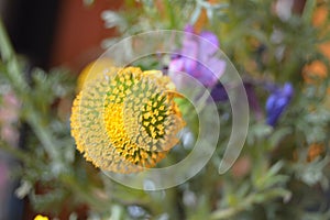 Bouquet of yellow wildflowers. Glebionis segetum. Corn marigold 