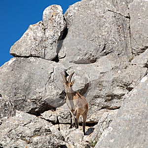 Bouquetin in the  mountain