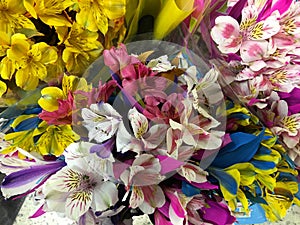 Bouquets of alstroemerias photo