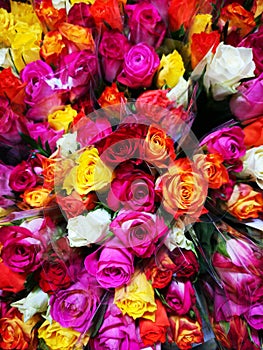 Bouquets of colorful roses in cellophane