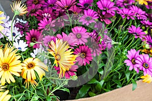 Bouquets of flowers