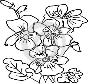 Bouquets of flowers Pansies, isolated vector, black on white