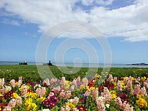 Bouquets full of flowers and a blue sky in a scenery