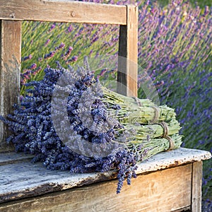 Bouquets on lavenders on a old bench