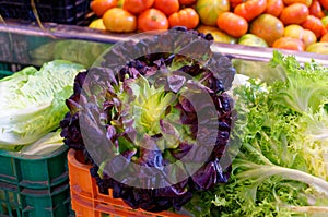 Bouquets of lush curly lettuce