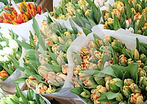 Binches of orange tulips for Mothers Day and Koningsdag celebrations, Amsterdam, Netherlands