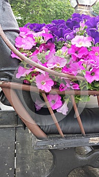 Bouquets of Pink and Purple Petunias on an Antique Carriage or Buggy with a Wood Railing and Leather Seat