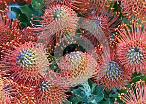 Bouquets of protea pincushion flowers blooming