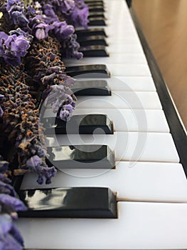 A Bouquets of Purple lavender on piano keyboard on wooden table
