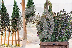 Bouquets of purple margarets are cut and prepared to decorate the place beautifully. Bouquets of purple margarets are cut to turn