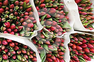 Bouquets of red tulips ready to bloom.