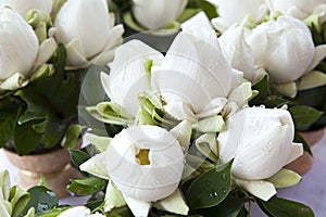 Bouquets of White Lotus