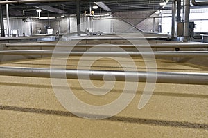 Bourbon Corn Mash Fermenting in Distillery