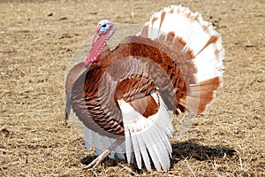 Bourbon red turkey photo