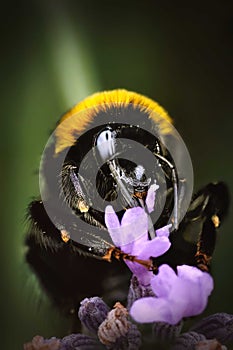 Bumblebee on Lavender photo