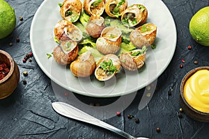 Bourgogne escargot snails