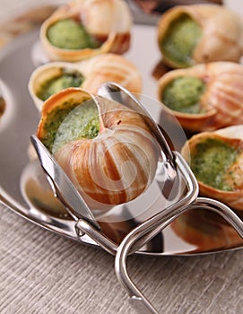 Bourgogne snails