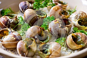 Bourguignonne snail au gratin