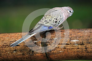 Bourke parrot