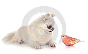 Bourke parrot and chihuahua
