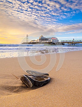 Bournemouth beach with oyster shell washed up near the pier