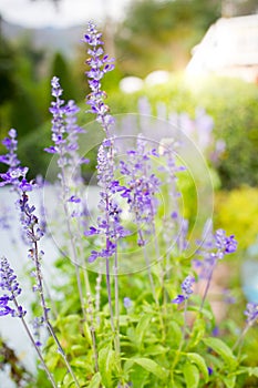 A boutique of lavenders in the garden