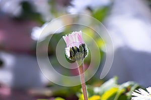 Bouton of margarite flower in the garden