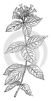 Bouvardia, leinatha, flower, shrub, ovate, cluster, leaves vintage illustration