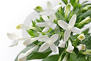 Bouvardia white flower