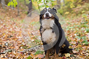 Bouvier Bernese mountain dog portrait in outdoors