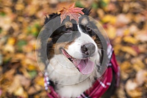 Bouvier Bernese mountain dog portrait in outdoors