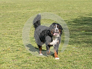 Bouvier Bernese mountain dog portrait in outdoors