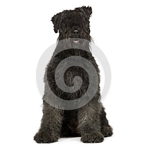 Bouvier des Flandres (2 years)