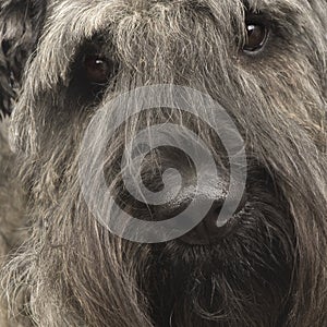 Bouvier des Flandres ()