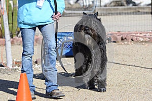 Bouvier des Flandres pulling a cart