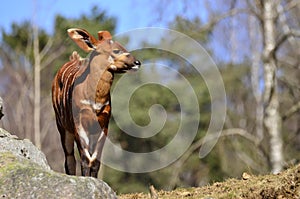 A Bovidae in closeup