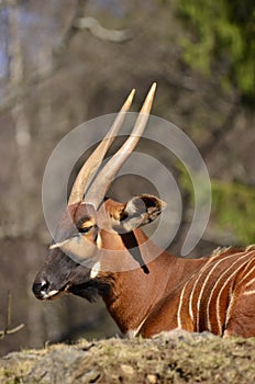 A Bovidae in closeup