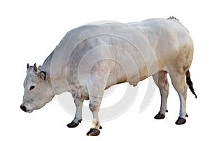 Bovine photo