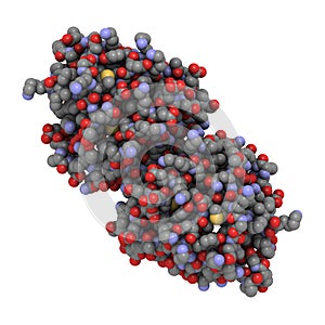 Bovine beta-lactoglobulin photo