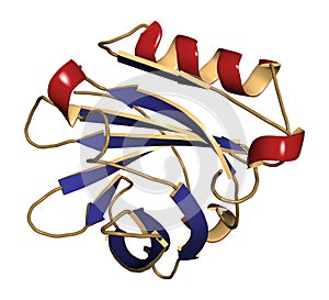 Bovine beta-lactoglobulin protein, 3D structure. Major whey prot