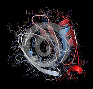 Bovine beta-lactoglobulin protein, 3D structure. Major whey prot