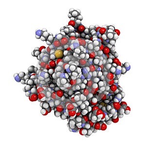 Bovine beta-lactoglobulin protein, 3D structure. Major whey protein, present in cow milk. Important food allergen. Atoms are photo