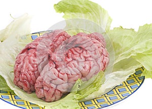 Bovine brain with letuce in white