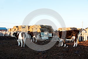 Bovine cattle out of the loop