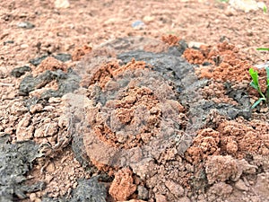 bovine feces composition by beetle rolls photo