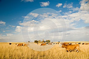 Bovine milk cows photo