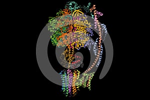 Bovine mitochondrial ATP synthase