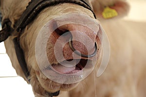 Bovine nose ring