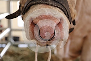 Bovine nose ring